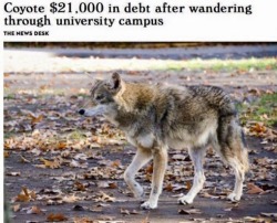 It’s me.I am the indebted coyote.