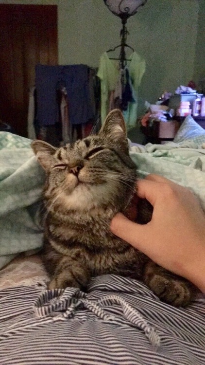 How to cure depressionStep 1: Have a catStep 2: cuddle the cat Step 3: love the cat Step 4: cat love