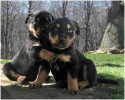 gravityblastoise:  thecutestofthecute:  Rottweiler