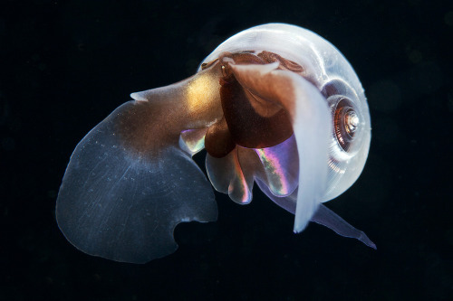 thelovelyseas:  Limacina antarctica (Swimming sea snail) by Alexander Semenov