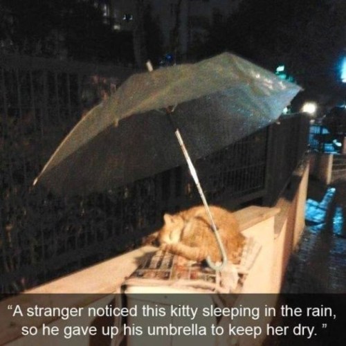 catchymemes:  These people will restore your faith in humanity