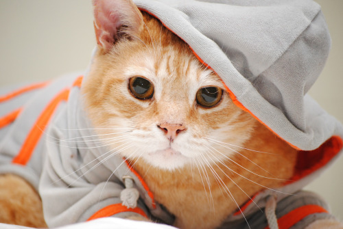 Parise- orange tabby cuddlebug (by jenni.gabriela)