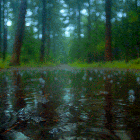 thewavesbrokeontheshore:aaesthetic-angel:rain + nature@feralmermaids