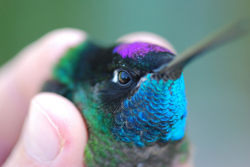 fairy-wren:  Magnificent Hummingbird (photos by sam bobbing) 