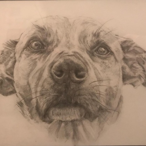 Sam Pencil on Paper #animal #animals #dog #puppy #canid #pet #petportrait #animalportrait #portrai