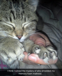 tastefullyoffensive:  [foxymoron] 