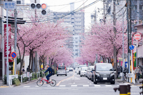 ileftmyheartintokyo: 桜並木-1 by shooter2828 on Flickr.