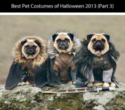 Tastefullyoffensive:  Best Pet Costumes Of Halloween 2013 (Part 3)Previously: Part