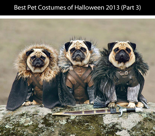 tastefullyoffensive:  Best Pet Costumes of Halloween 2013 (Part 3)Previously: Part 2, Part 1, Best Adult Costumes, Best Kid Costumes   That pulp fiction one! Its awesome
