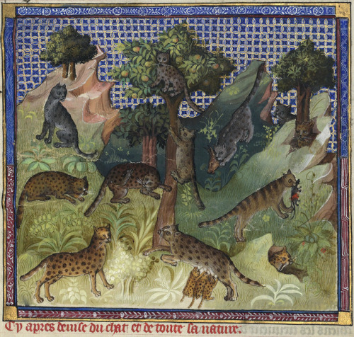 discardingimages:wild catsGaston Phébus, Livre de la chasse, Paris 15th centuryBnF, Français 616, fo