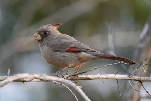 ainawgsd:The pyrrhuloxia or desert cardinal (Cardinalis sinuatus) is a medium-sized North American s