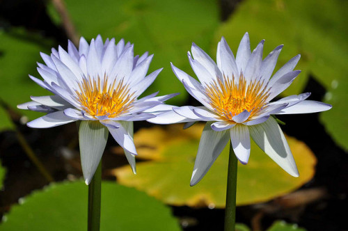 Water Lillies by Xtoffa on Flickr.