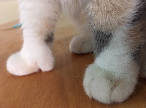 booblessgoddess:Reblog to be blessed by her little kitty thumbs