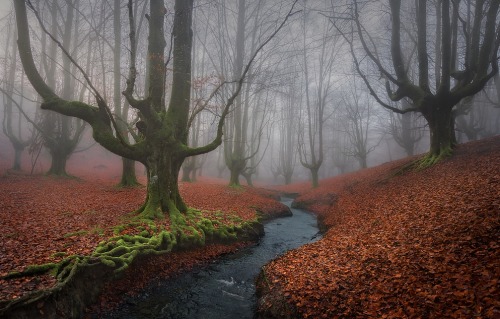 datdonk:  travelingcolors:    Oztarreta Forest, Basque Country | Spain (by Javier de la Torre García)    dat contrast It’s unreal 