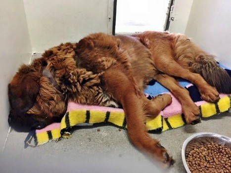 handsomedogs:    Biggest dog in shelter: Leonberger so sad doesn’t even pick up