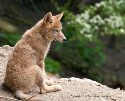 her-wolf:    Junger Wolfby René Hablützel