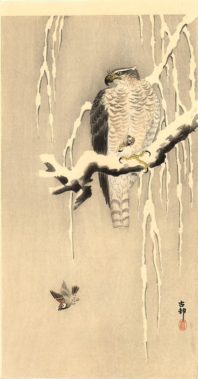 weartherude:Hawk on Snow-Covered Branch; Goshawk on Snowy Branch; Goshawk on a Snow Covered Pine Bra