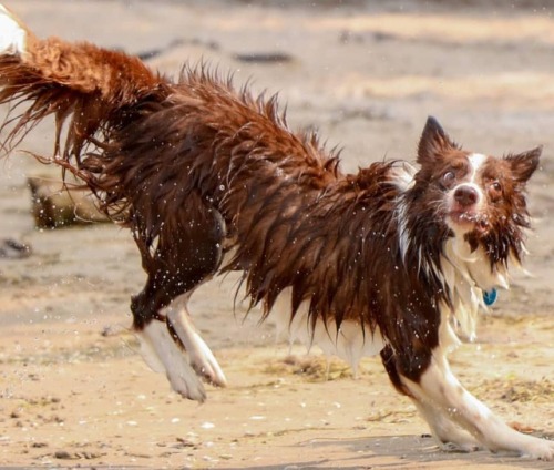 TGIF…we won’t tell him I have to work tomorrow lol #tgif #bordercollie #bordercolliesof