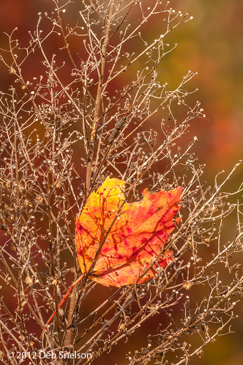 bookofoctober: Photo by Deb Snelson