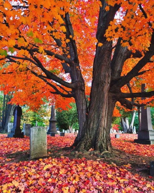 westeastsouthnorth: North Cemetery, West Hartford, Connecticut, USA (taken by westeastsouthnorth)