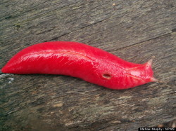 sixpenceee:  Hot Pink SlugTriboniophorus aff. graeffei is a species of giant air-breathing land slugs with a distinctive hot pink hue. These slugs are found on Mount Kaputar in Australia.  tagged/me