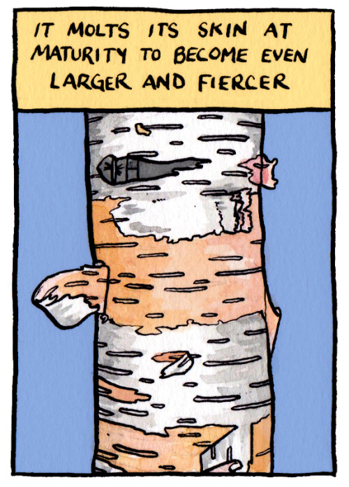 falseknees: More tree facts from False Knees!