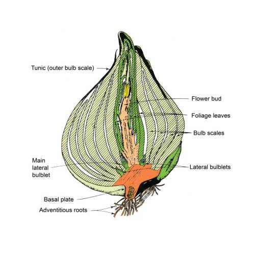 The White Lily Greenhouse - How Would It Work?