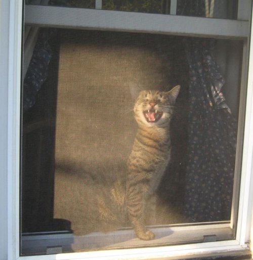 ohnopicturesofanothercat: Utley a few years ago, protesting because I was out on the porch and he wa