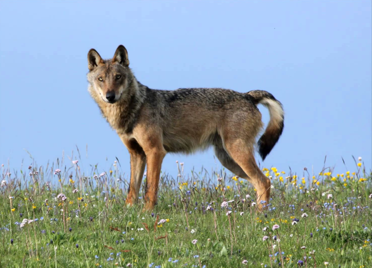 Gray wolf subspecies