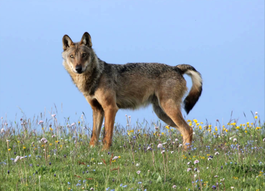 XXX Gray wolf subspecies photo