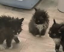 An Average Photo Of The Terror Lieutenants Just Tryin To Make It Through Any Given Day: 