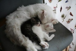 awwww-cute:  Big spoon and two little spoons