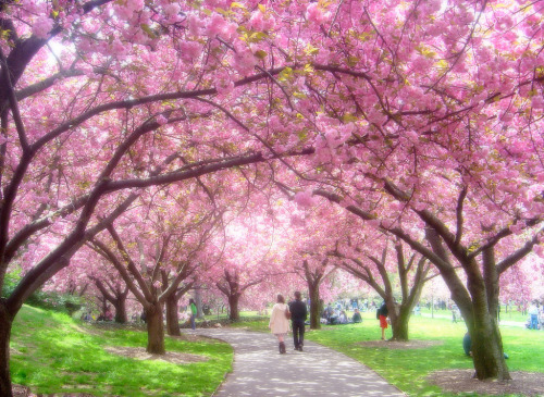 cherry blossom tree