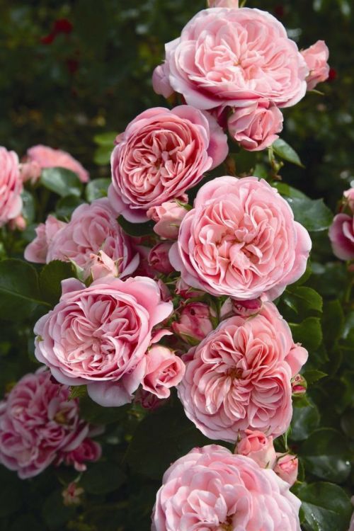 XXX flowersgardenlove:  Bailando® Floribunda photo