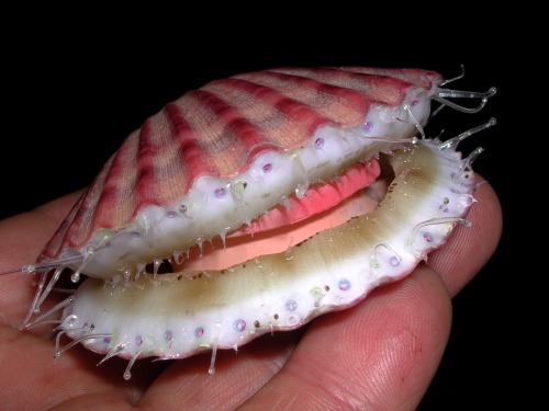  Queen Scallop (Chlamys opercularis) Model by D.Frampton 2007 for the Orkney museum 