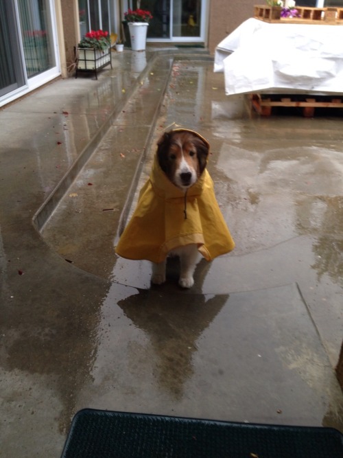 unescapable:  crystallized-teardrops:  confirmance:  hotboyproblems:  greenjellies:  if u ever need something to smile at here’s my dog in his raincoat                  
