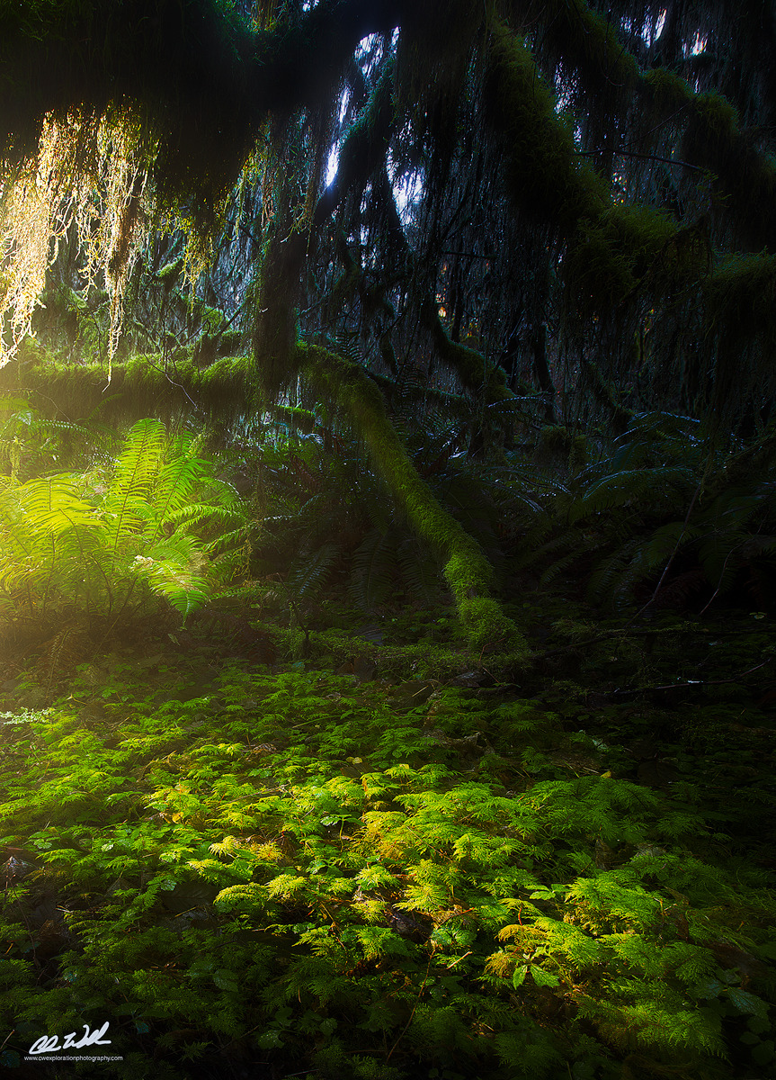 travelgurus:    Paradise - Hoh Rainforest, Olympic National Park, WA by Chris Williams