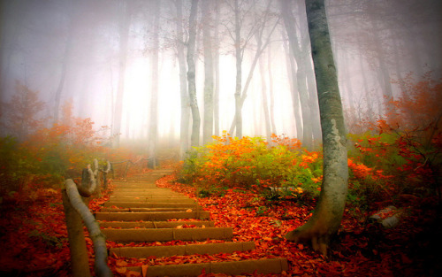 nature-park-autumn-fog-trees-leaves by shine-mnb on Flickr.