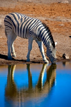 llbwwb:  Watering hole by Buck.Shreck.