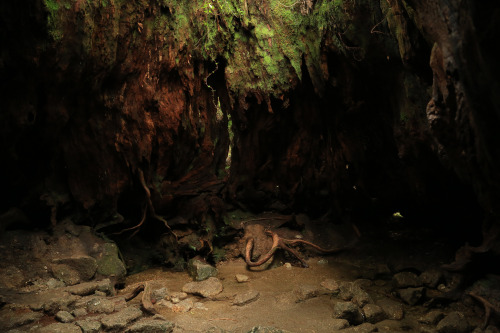 Unforgettable beauty - Photos from last summer in Yakushima. Inspiration for MOSS FOREST collection.