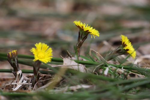 Tussilago farfara, Coltsfoot.
