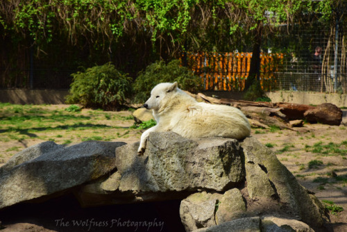 thewolfnessphotography: Arctic Wolves in Berlin Zoo
