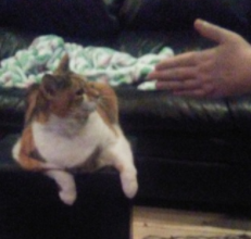 silverhawk: silverhawk: my cat is rly mean to my sister so my family is having an intervention w my cat to ask her to stop swatting my sister the intervention didnt work. 