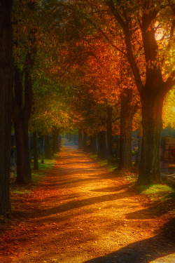 favorite-season:  Autumn by  Otto Hütter  
