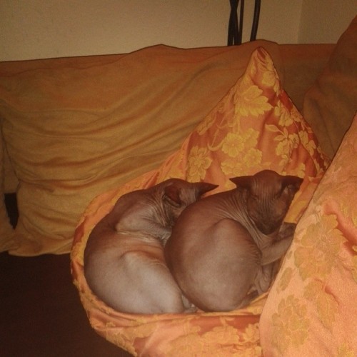 okkvlt: Black babies on the couch