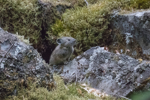 Pika by tweetsandchirps