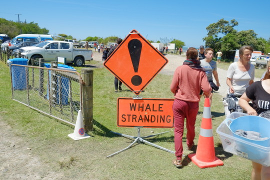 Whale Stranding at Farewell Spit