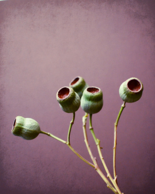 eucalyptus on mauve by lupen grainne