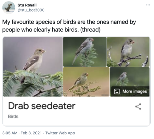 pterygota:thegunlady:  bird twitter is lighting up   my mom said her sister would insult people by calling them bird names such as “yellow-bellied sapsucker” and “red-headed woodpecker” (last one reserved for people with red hair)