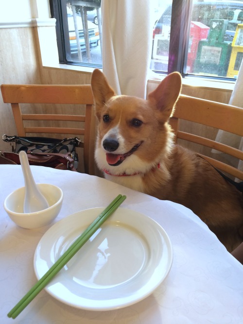 chubbythecorgi:After five seconds of waiting, he was convinced the food was never going to come so I